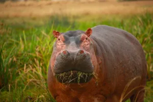 patient care with hipaa is the hippo in the room